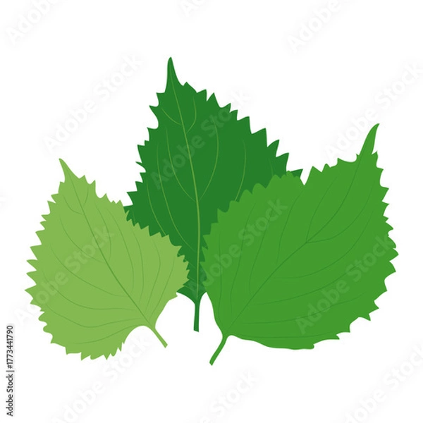 Obraz 大葉　香辛野菜のイラスト素材