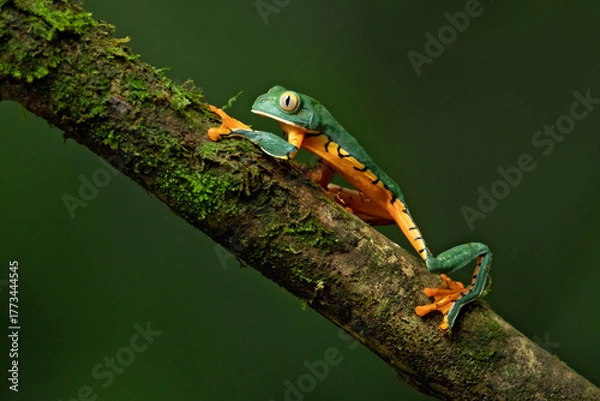 Fototapeta Cruziohyla sylviae, also known as Sylvia's tree frog, is a large colourful species of tree frog from Central America
