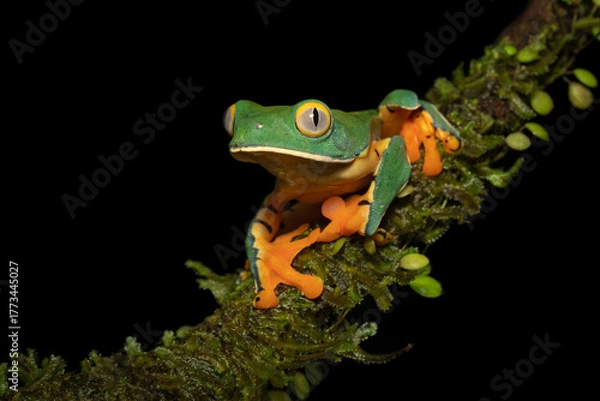 Obraz Cruziohyla sylviae, also known as Sylvia's tree frog, is a large colourful species of tree frog from Central America