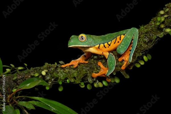 Fototapeta Cruziohyla sylviae, also known as Sylvia's tree frog, is a large colourful species of tree frog from Central America