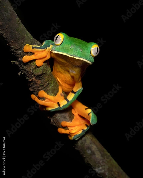 Fototapeta Cruziohyla sylviae, also known as Sylvia's tree frog, is a large colourful species of tree frog from Central America