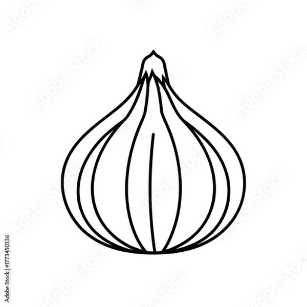 Fototapeta Outline drawing of a shallot on transparent background