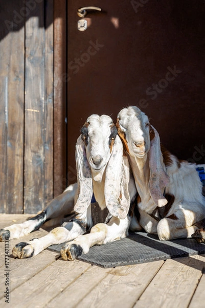 Fototapeta Portrait of white Nubian goats with long ears, looking at camera. Close-up wildlife concept. Funny face laughing in sun. Vertical photo