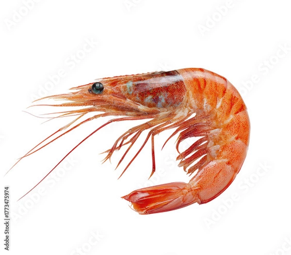 Fototapeta A cooked shrimp with antennae and segmented body, isolated on black