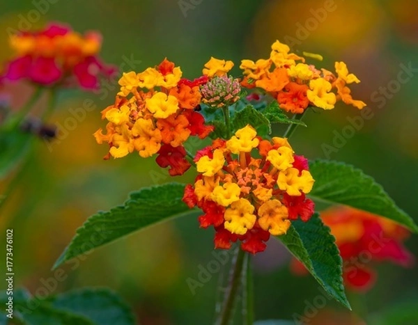 Fototapeta Vibrant cluster of orange and red flowers