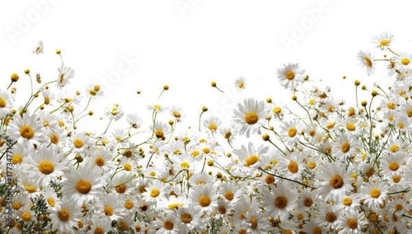 Obraz Field of white and yellow daisies on a black background