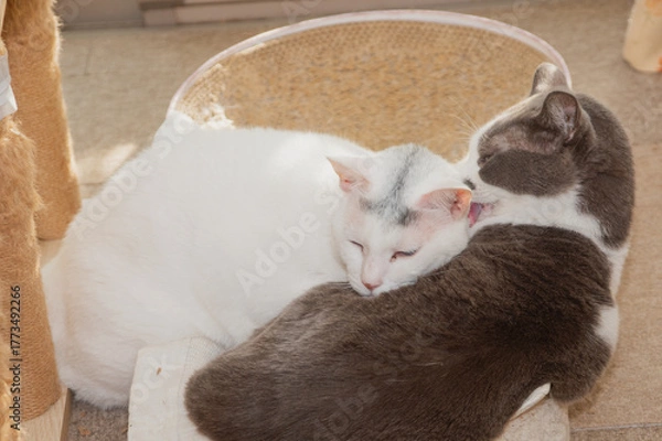 Obraz ネコの添い寝