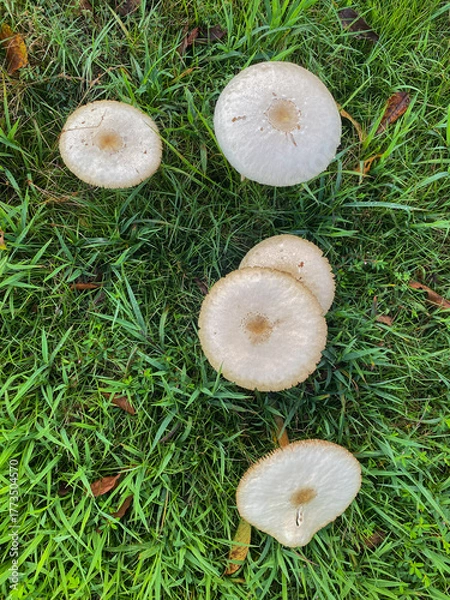 Obraz オオシロカラカサタケ