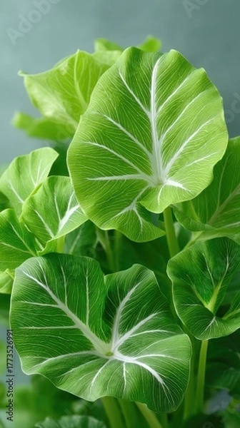 Obraz Vibrant Green Caladium Leaves Up Close With Natural Light Illuminating White Speckled Patterns And Veins On A Soft Teal Background