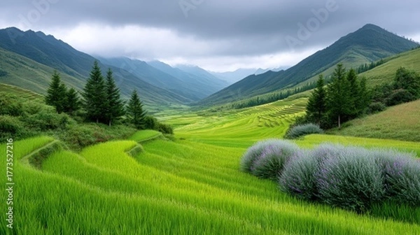 Obraz Vibrant Green Rice Terraces Carved into Rolling Hills Under a Dramatic Cloudy Sky in a Lush Mountain Valley