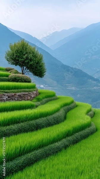Obraz Vibrant Green Terraced Highland Farmland With A Lone Tree And Distant Misty Mountains Under Soft Daylight