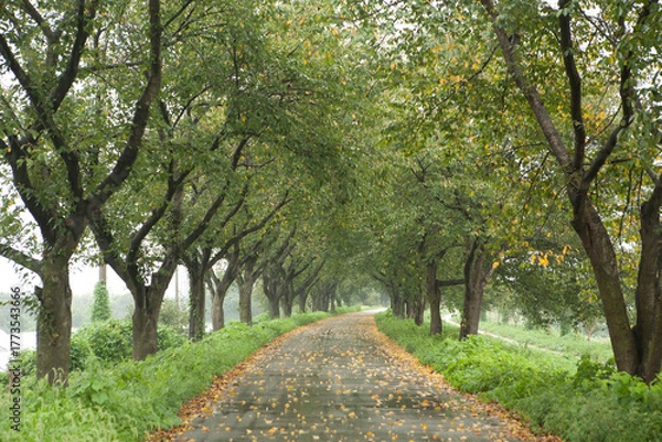 Obraz an autumn walk