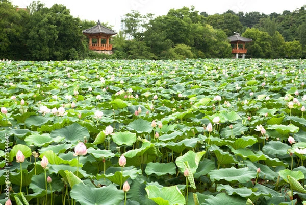 Obraz a place full of lotus flowers