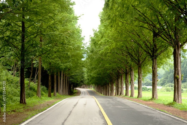 Obraz Metasequoia Tree Road