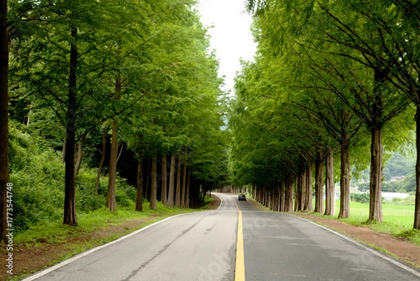 Obraz Metasequoia Tree Road