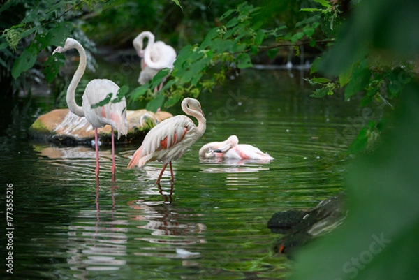 Fototapeta The Flamingos at the Zoo