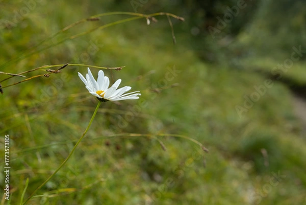 Fototapeta vista macro di un fiore di margherita in un ambiente naturale , su sfondo sfuocato e verde, di giorno, in primavera