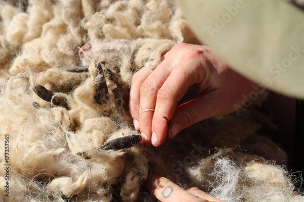 Fototapeta Needle and Thread