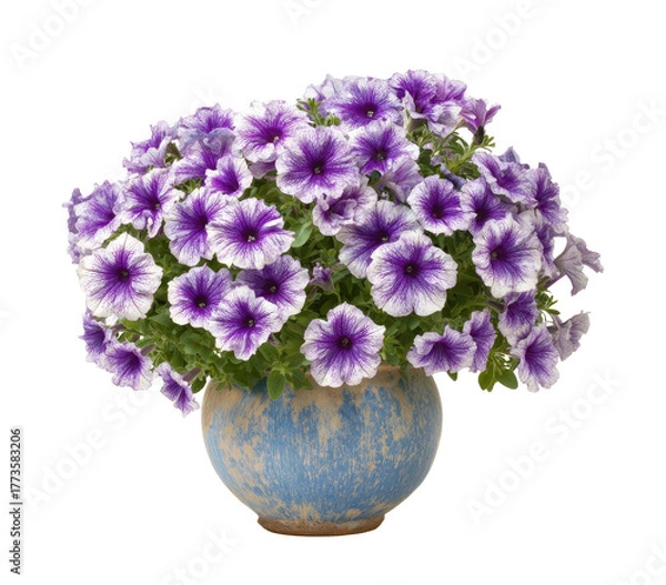 Fototapeta Vibrant purple and white petunias overflow a rustic blue pot