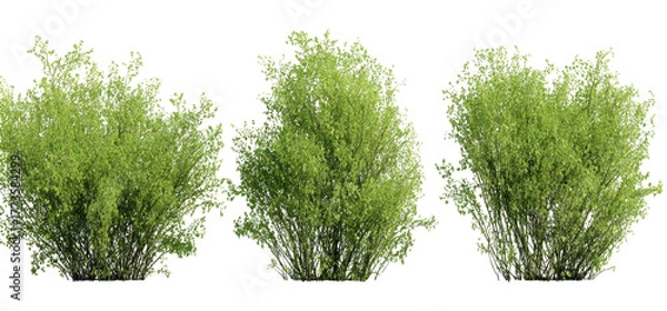 Fototapeta Three bushy green plants isolated on a black background