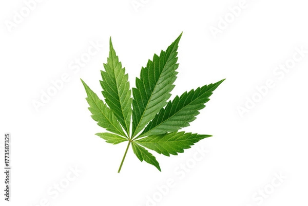 Obraz A vibrant green cannabis leaf with serrated edges, isolated on black