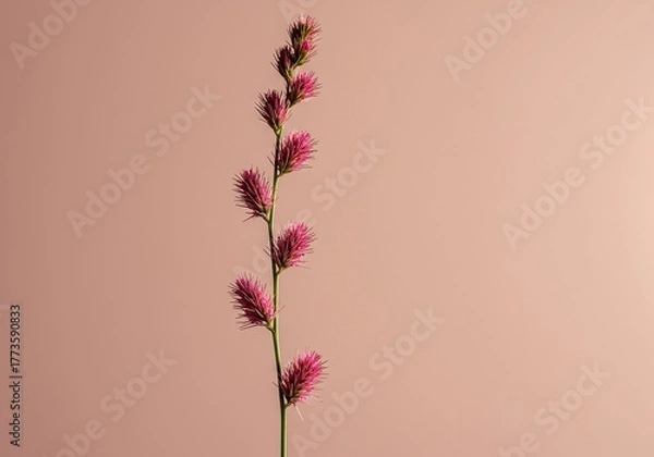 Fototapeta A very elongated, delicate natural form stands vertically, showcasing its narrow profile and elegant, graceful contours against a soft background ,harmonious ,tranquil ,elongated