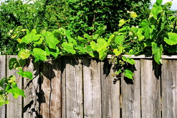 Fototapeta Vigne vierge sur une palissade en bois.