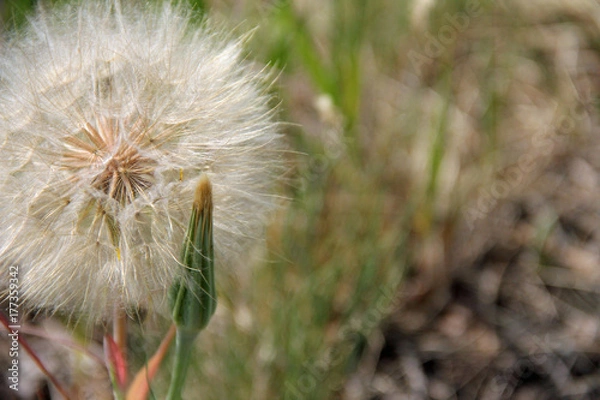 Obraz Wishes or weeds