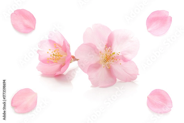 Obraz 桜 花びら ピンク 春 白 背景