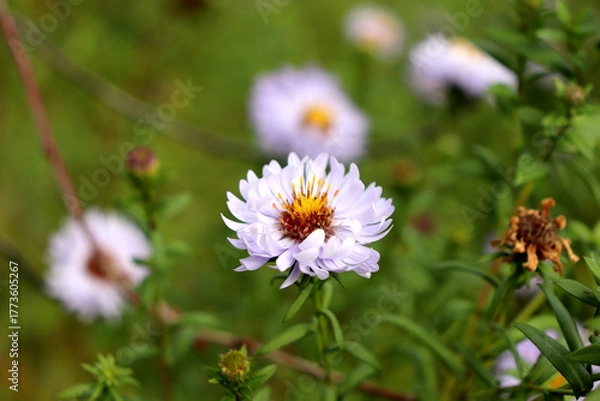 Fototapeta A white aster flower on a bush in the garden on a sunny autumn day - color horizontal photo, close-up