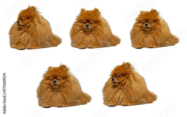 Fototapeta A collage of five identical, cute, fluffy orange Pomeranian or miniature Spitz dogs with thick fur, sitting and looking sleepy, isolated on a clean white background.