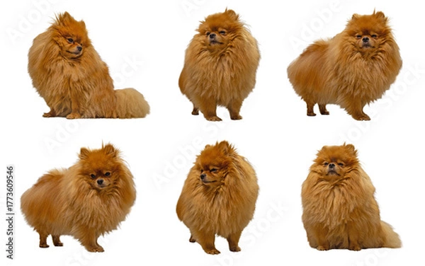 Fototapeta Six identical ginger-colored fluffy Pomeranian Spitz dogs shown in various sitting and standing poses, isolated on a clean white background.