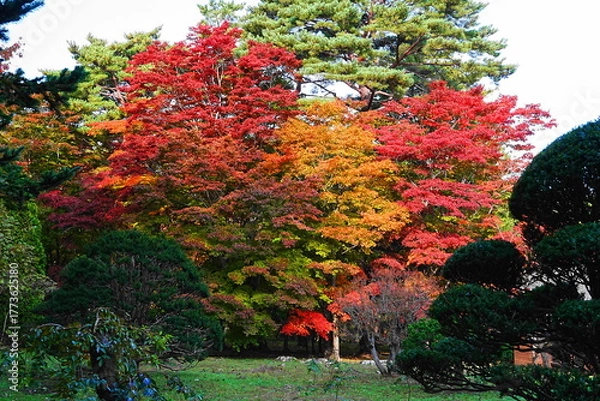 Fototapeta 見晴公園の紅葉