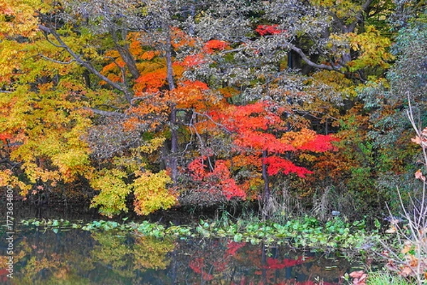 Fototapeta 池に映る紅葉