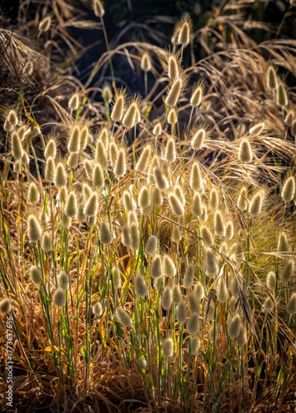 Fototapeta A patch of bunny tail grass (Lagurus ovatus) in warm golden backlight. Also known as hares tail grass.
