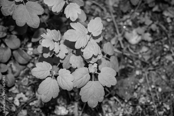 Fototapeta 관엽식물 