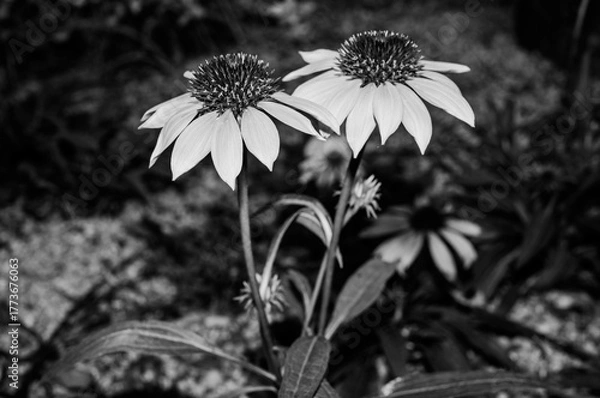 Fototapeta 길거리의 꽃들 