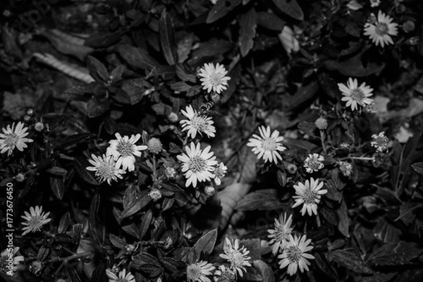 Fototapeta 길거리의 꽃들 