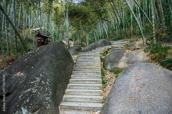 Obraz A bamboo grove and a path on a hillside in summer.
