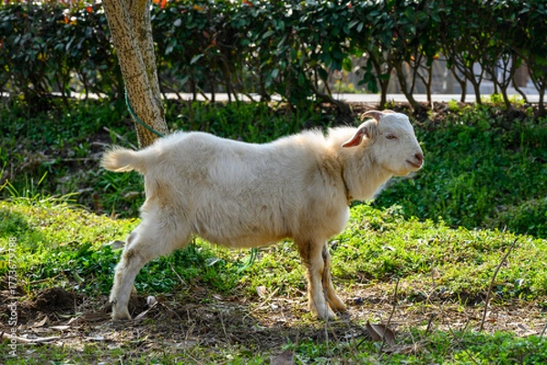 Obraz sheep in the meadow