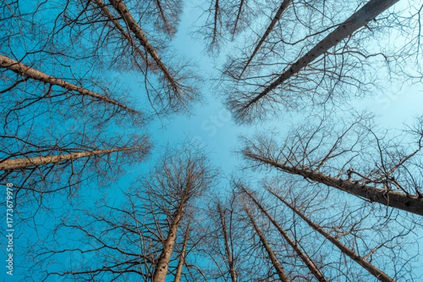 Obraz trees in winter