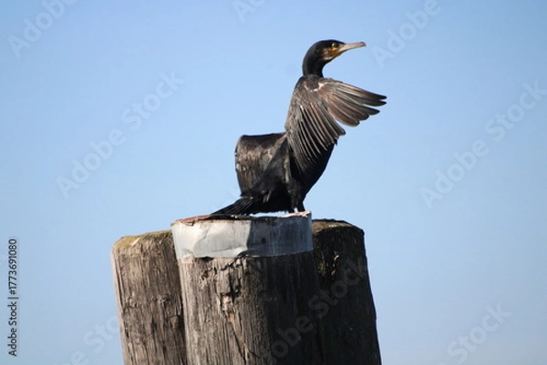 Obraz Cormorant drying its wings