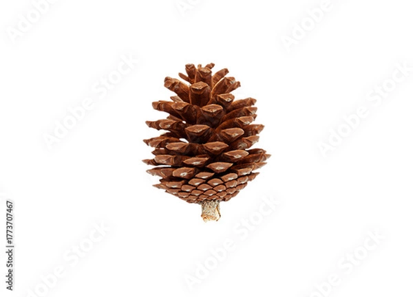 Obraz A classic, conical pine cone with clearly defined, stacked scales, standing upright. Perfectly isolated on a white background, ideal as a natural element for Winter, Autumn, or rustic Christmas design