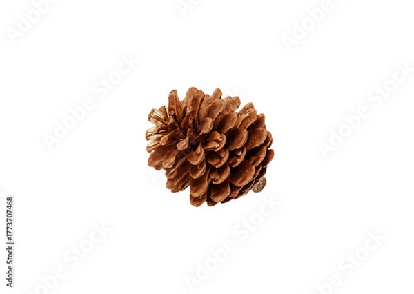 Obraz A small, closed pine cone with a tight, rounded shape, resting on its side. Isolated on a white background, excellent as a natural, rustic element for Autumn or Winter design