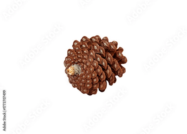 Obraz A small, rounded pine cone with tightly packed scales, featuring a small, lighter colored tip. Perfectly isolated on a white background, ideal for Autumn, Winter, or natural product designs