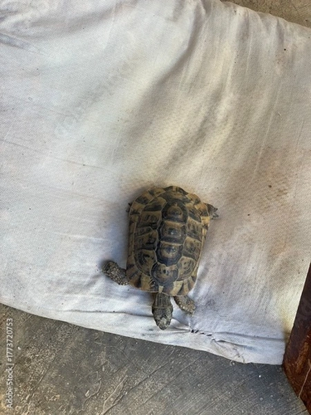 Fototapeta A small turtle