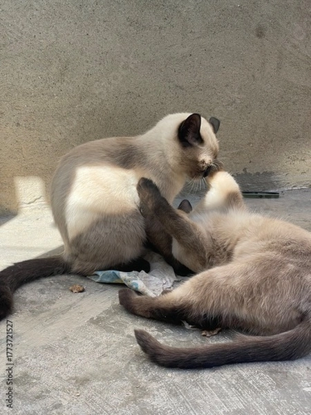 Fototapeta Cats play with each other