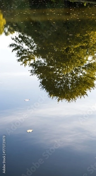 Fototapeta Serene Water Reflection of Lush Tree Canopy with Drifting Leaves