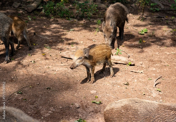 Fototapeta Wild boar piglet enjoying the sun on its skin in sunny forest