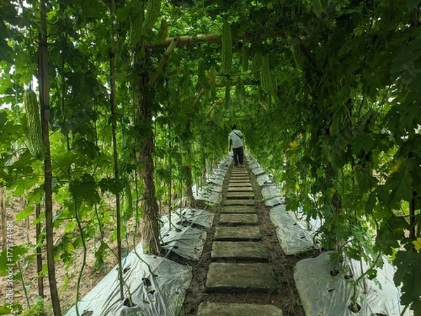 Obraz Pathway on agricultural